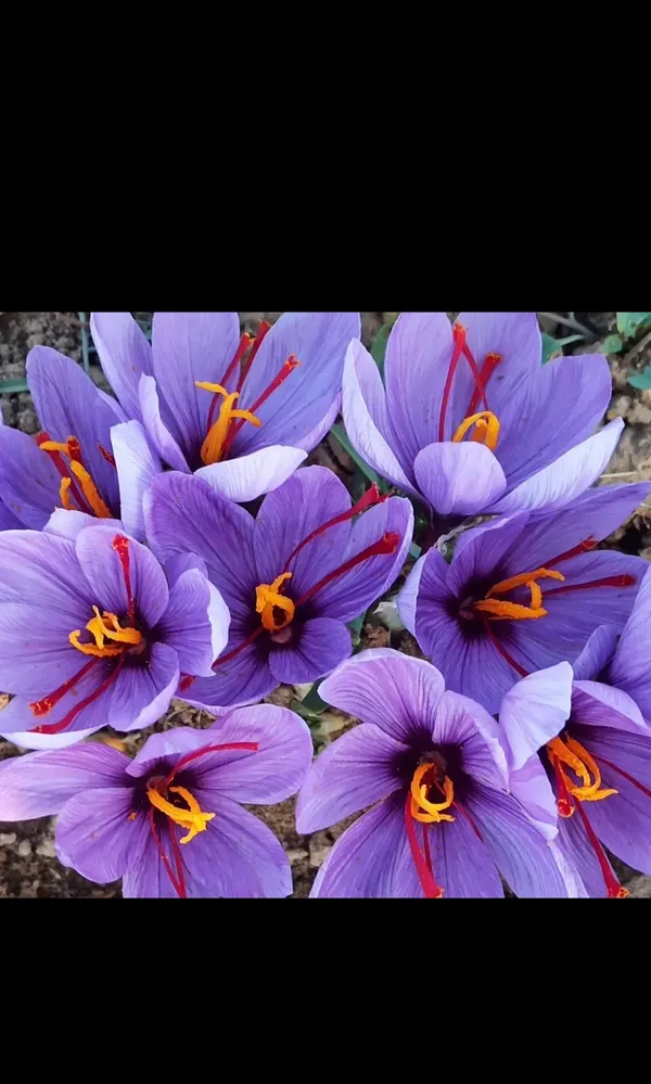 Saffron_Threads_Spice