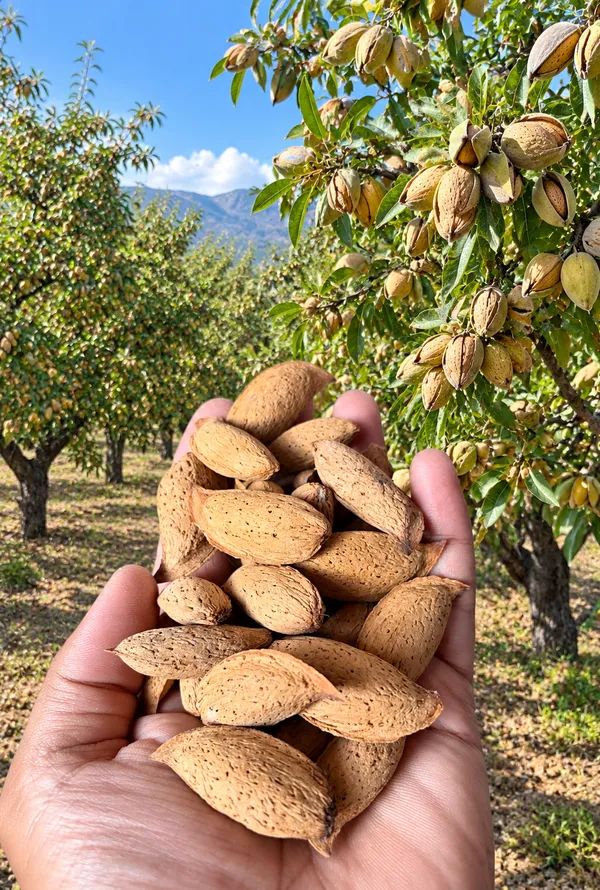 Raw_In-Shell_Almonds