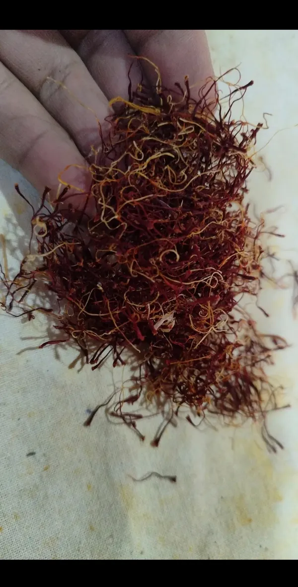 Saffron_Threads_Spice