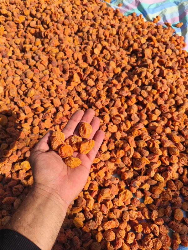 Healthymin_Ladakhi_Dried_Apricots