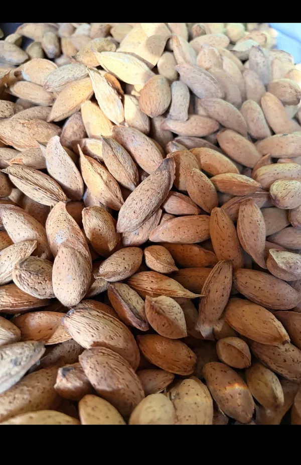 Raw_In-Shell_Almonds