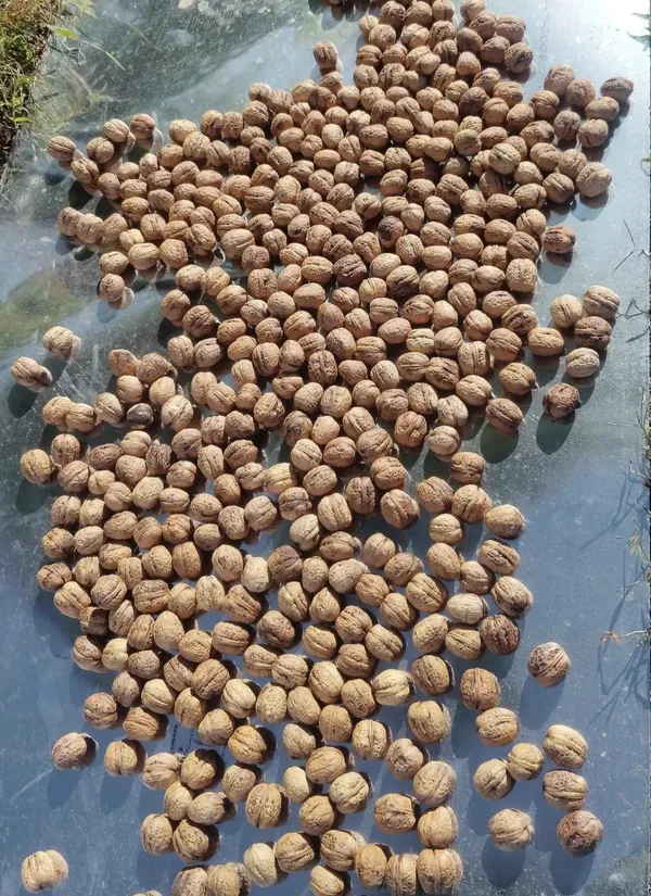 Whole_Walnuts_In_Shell