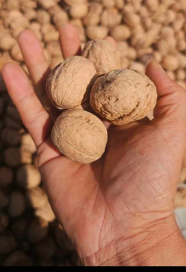 Whole_Walnuts_In_Shell