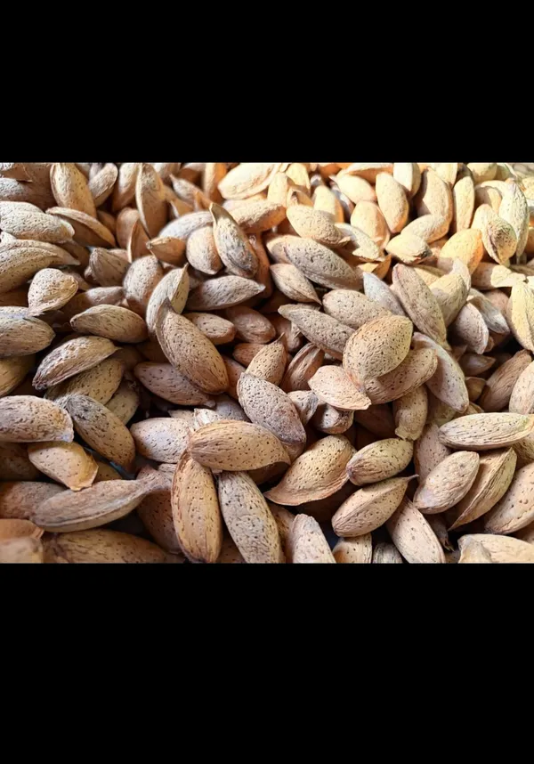 Raw_In-Shell_Almonds