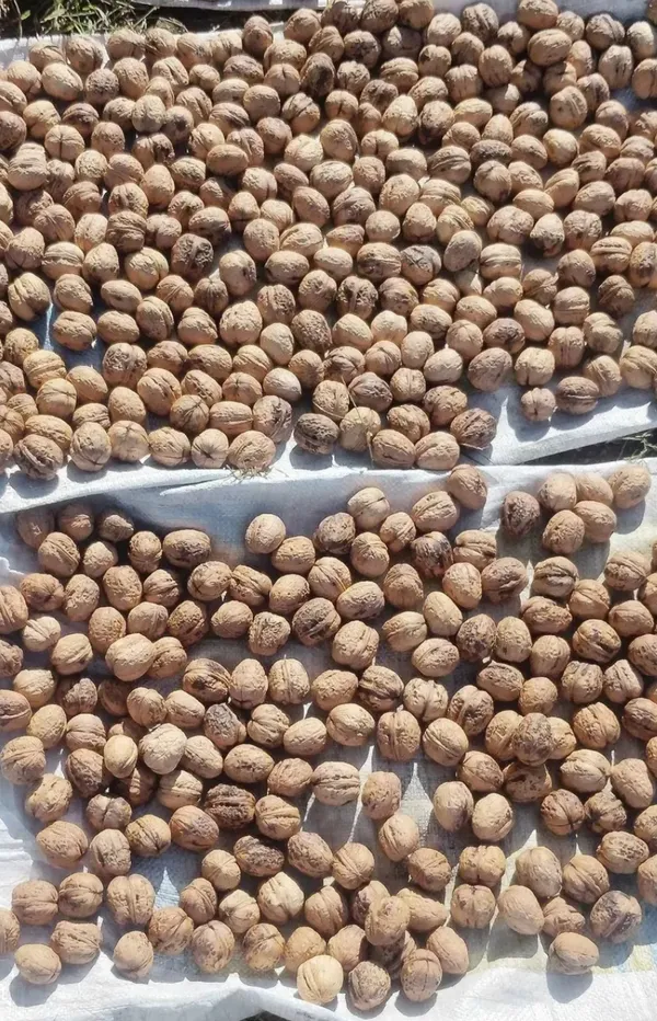 Whole_Walnuts_In_Shell