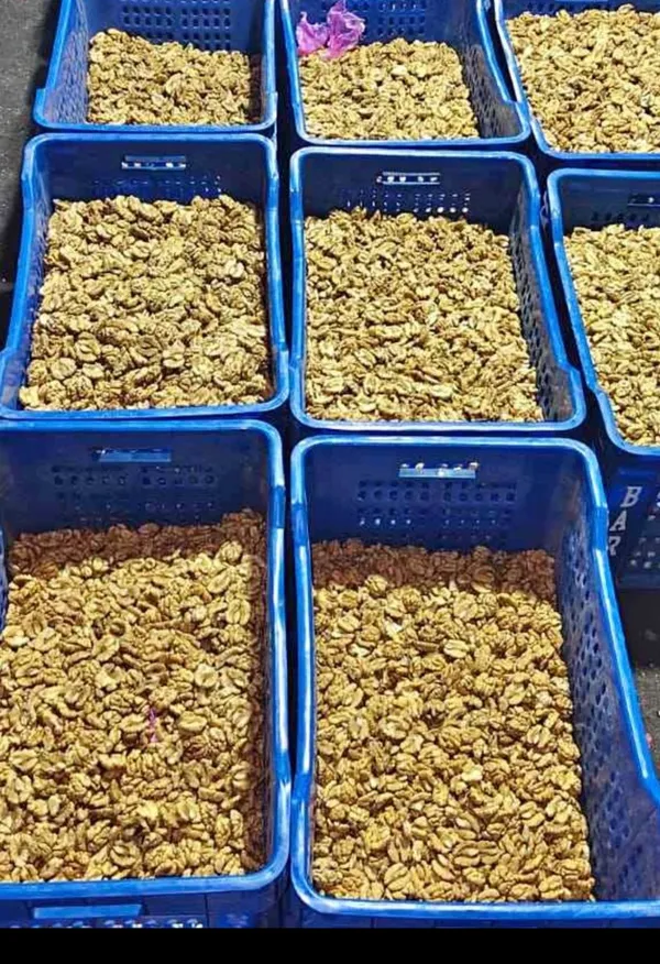 Walnut_Kernels