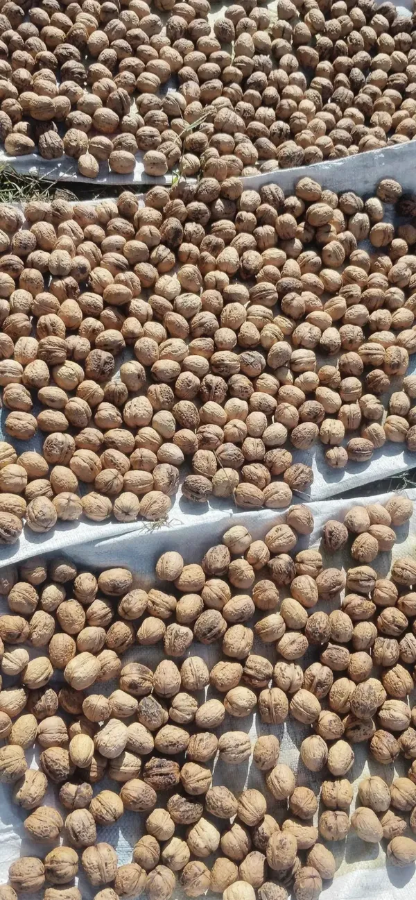 Whole_Walnuts_In_Shell