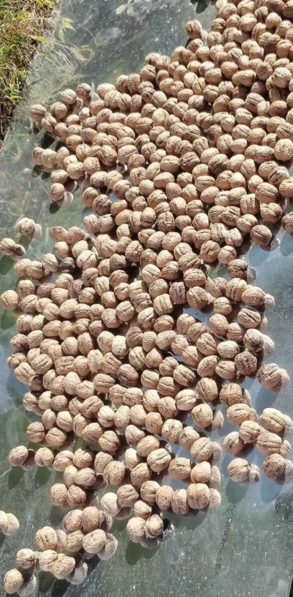 Whole_Walnuts_In_Shell