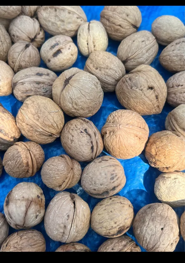 Whole_Walnuts_In_Shell