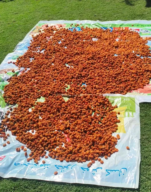 Healthymin_Ladakhi_Dried_Apricots