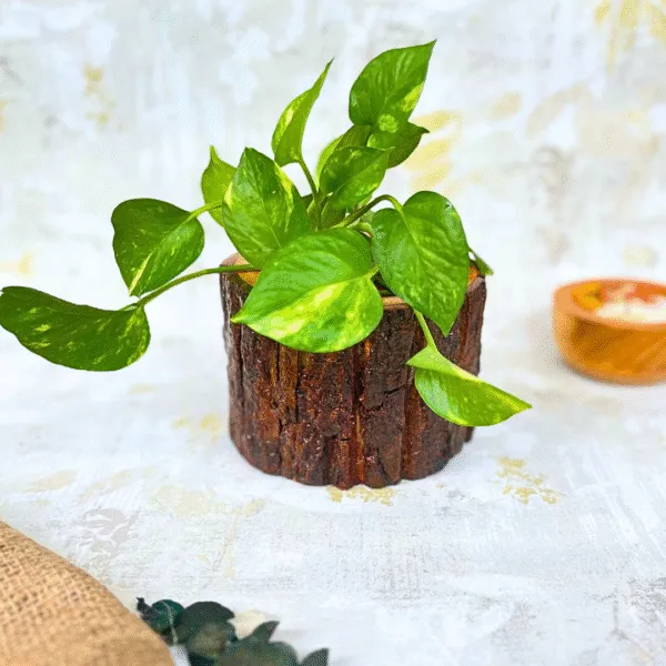 Wood_Rustic_Small_Planter
