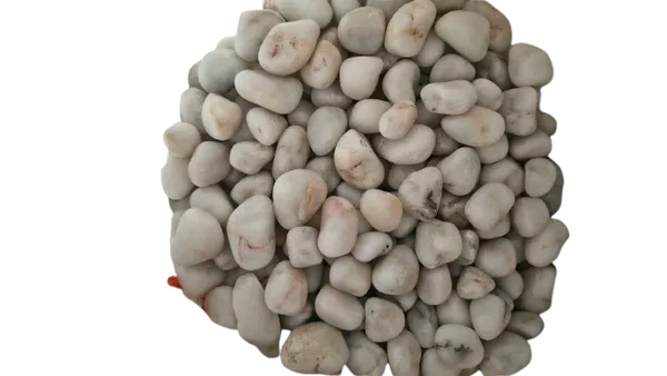 Dried_White_Beans
