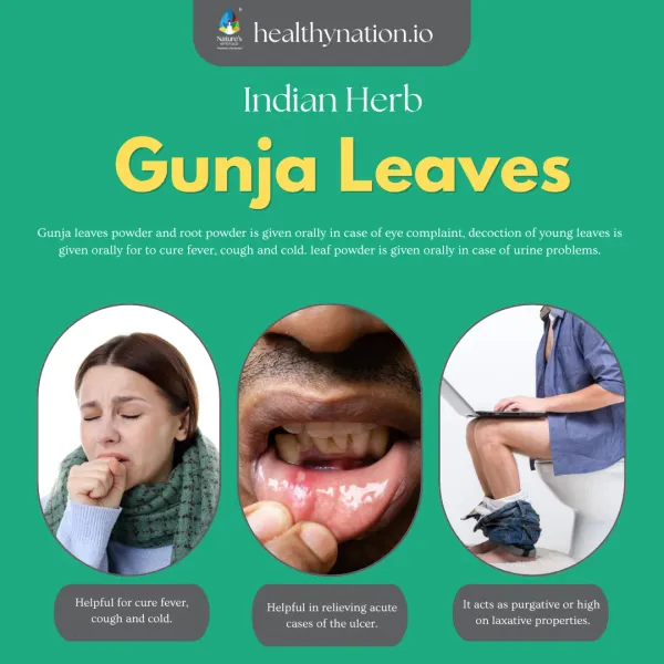 Natural_Gunja_Leaves_Respiratory_Health
