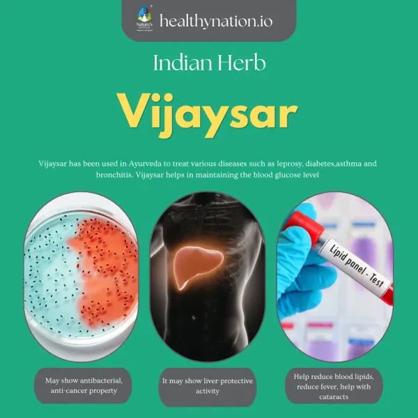 Natural_Bigasal_Malabar_Kino_Tree_Ponnai_Vengai_Blood_Sugar_Management