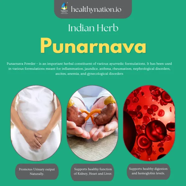 Natural_Punarnava_Urinary_Health