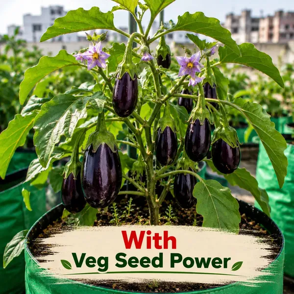 Rkdvs_Plant_Care_Pack_Neem_Humic_Acid_Organic_500G