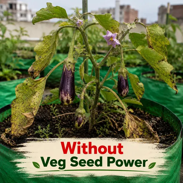 Rkdvs_Home_Garden_Vegetable_Seed_Kit_Mega_Pack_45_Varieties