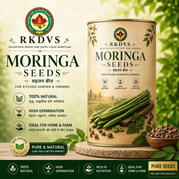 Rkdvs_Moringa_Drumstick_Tree_Seeds