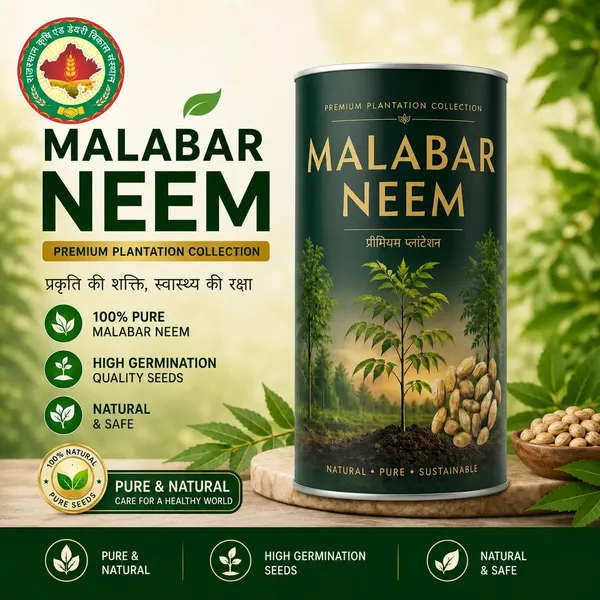 Rkdvs_Malabar_Neem_Melia_Dubia_Seeds
