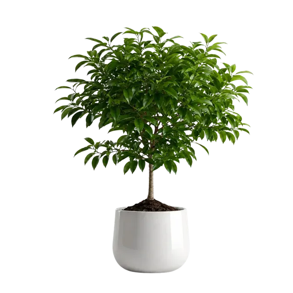 Rkdvs_Santalum_Album_Indian_Sandalwood_Tree_Combo
