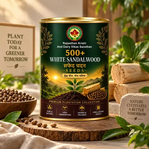 Rkdvs_White_Sandalwood_Santalum_Album_Seeds