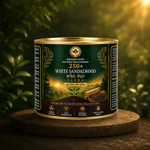 Rkdvs_White_Sandalwood_Santalum_Album_Seeds_250_Seeds