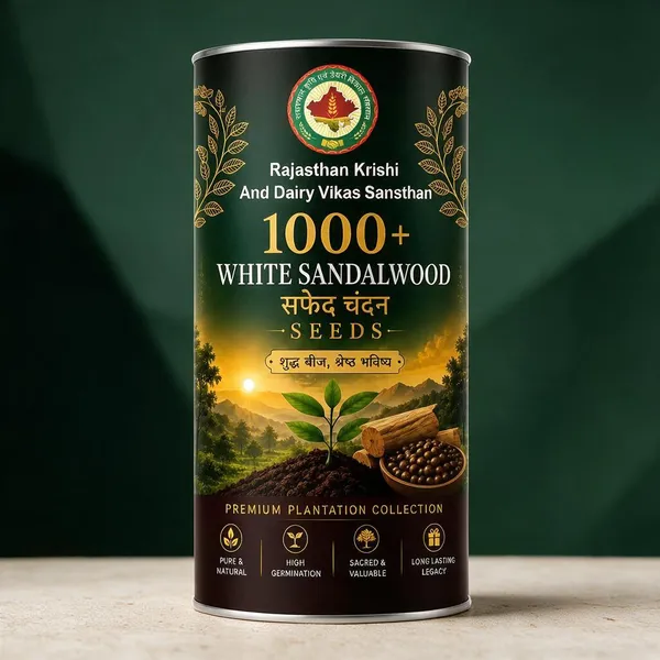Rkdvs_White_Sandalwood_Santalum_Album_Seeds