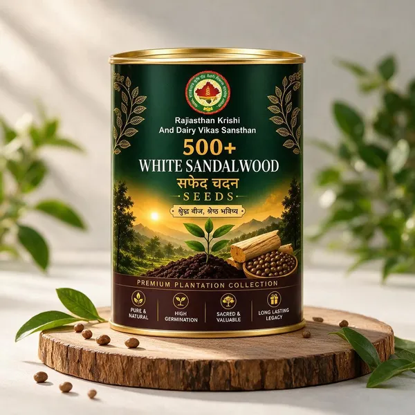 Rkdvs_White_Sandalwood_Santalum_Album_Seeds