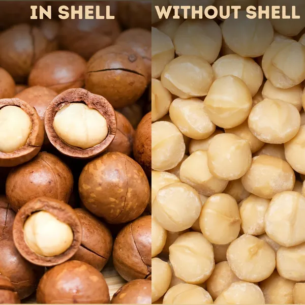 Macadamia_Nuts_Shell_Out_100_Grams