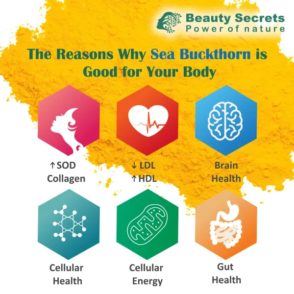 Himalayan_Sea_Buckthorn_Capsules_15000_Mg_Sea_Buckthorn_Berry_Extract_With_Omega_7_High_Potency_Antioxidant_Supplement_For_Immune_Support_Digestive_Heart_Health_60_Veg_Capsules_Pack_2