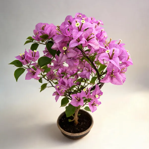 Bougainvillea_Glabra_Pink_Flower_Live_Plant