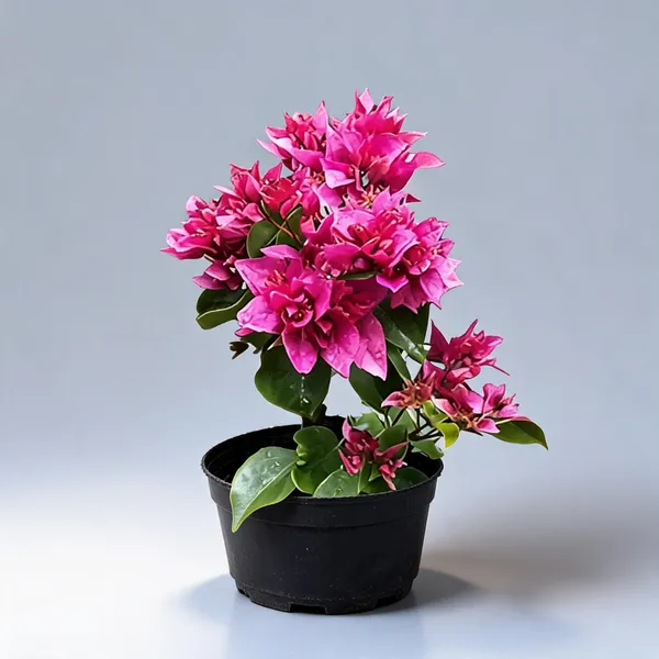 Bougainvillea_Magic_Red_Thoka_Flower_Live_Plant