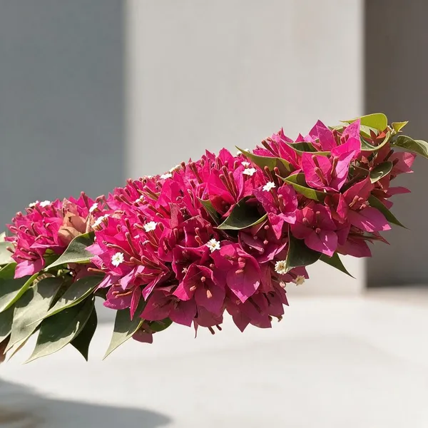 Bougainvillea_Mini_Red_Flowering_Live_Plant