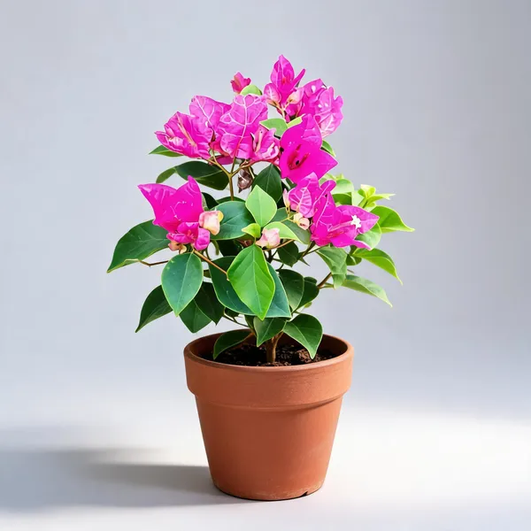 Bougainvillea_Texas_Pink_Flower_Live_Plant