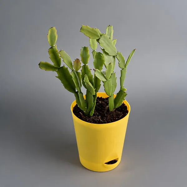 Christmas_Cactus_Live_Plant_Without_Pot