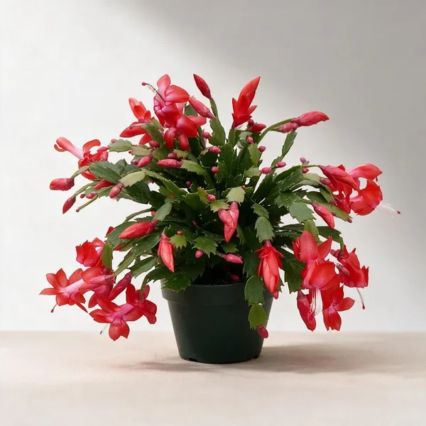 Christmas_Cactus_Live_Plant_Without_Pot