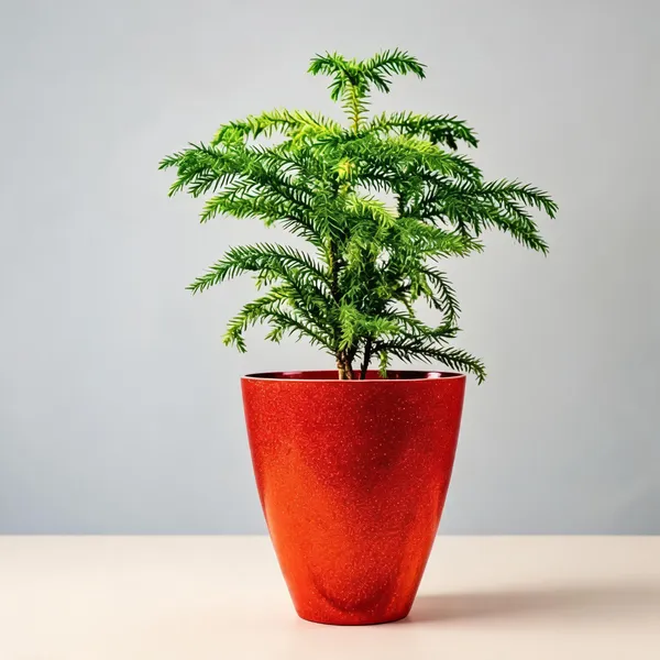 Christmas_Tree_Hybrid_Live_Plant