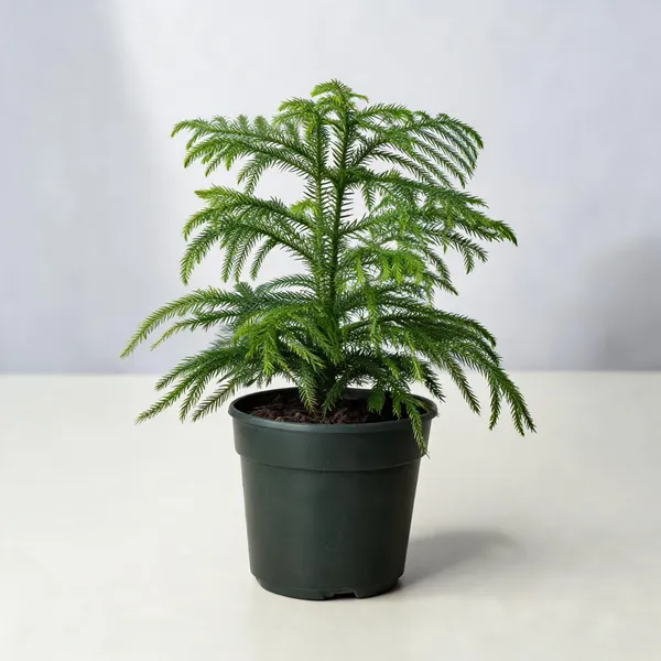 Christmas_Tree_Hybrid_Evergreen_Live_Plant