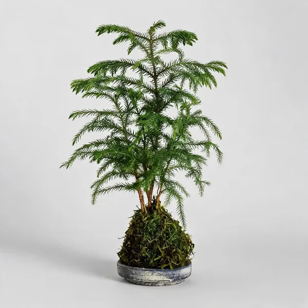 Hybrid_Christmas_Tree_Live_Plant