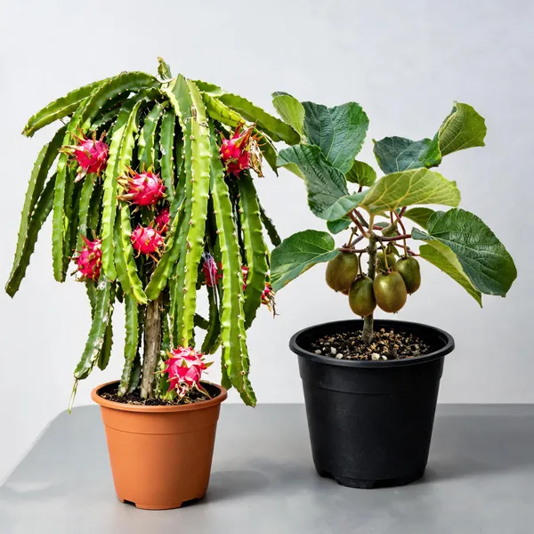 Kiwi_And_Dragon_Fruit_Live_Plant_Combo_Pack_Of_2