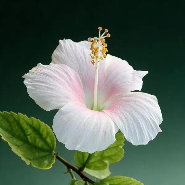 Hybrid_Hibiscus_Flower_Live_Plant_Variety_12