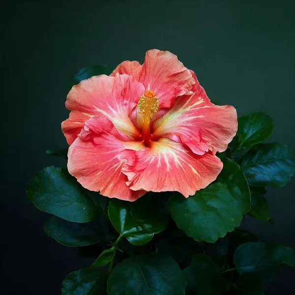 Hybrid_Hibiscus_Tropical_Flower_Live_Plant
