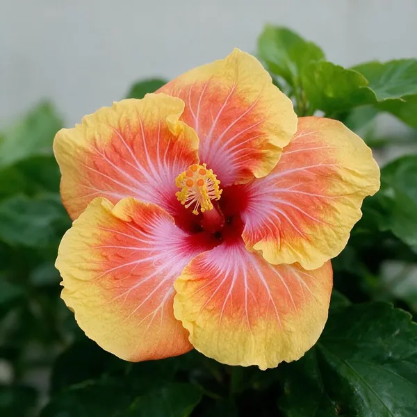 Hybrid_Hibiscus_Flower_Live_Plant