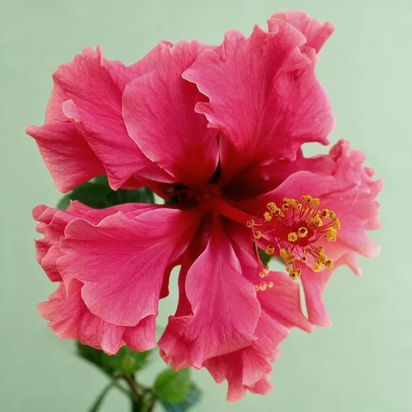 Hybrid_Hibiscus_Flower_Live_Plant