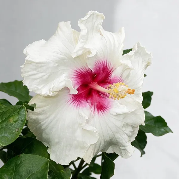 Hybrid_Hibiscus_Flower_Live_Plant