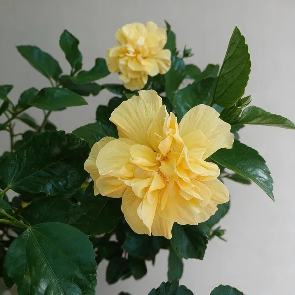 Hybrid_Hibiscus_Flower_Live_Plant_(Pack_Of_4)