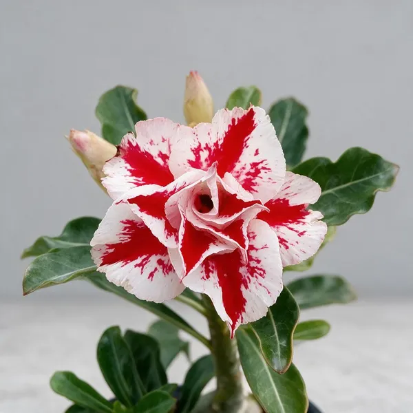 Rose_Verity_Grafting_Adenium_Live_Plant