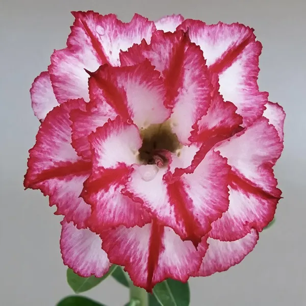 Hybrid_Rosey_Verity_Grafting_Adenium_Live_Plant_Var_10