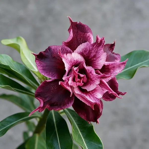 Hybrid_Rosey_Verity_Grafting_Adenium_Live_Plant_Var_11