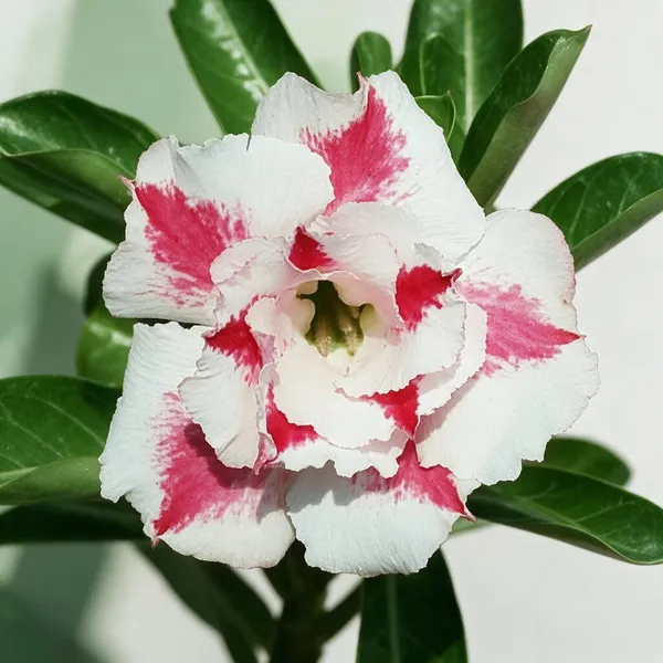 Hybrid_Rosey_Verity_Grafted_Adenium_Live_Plant
